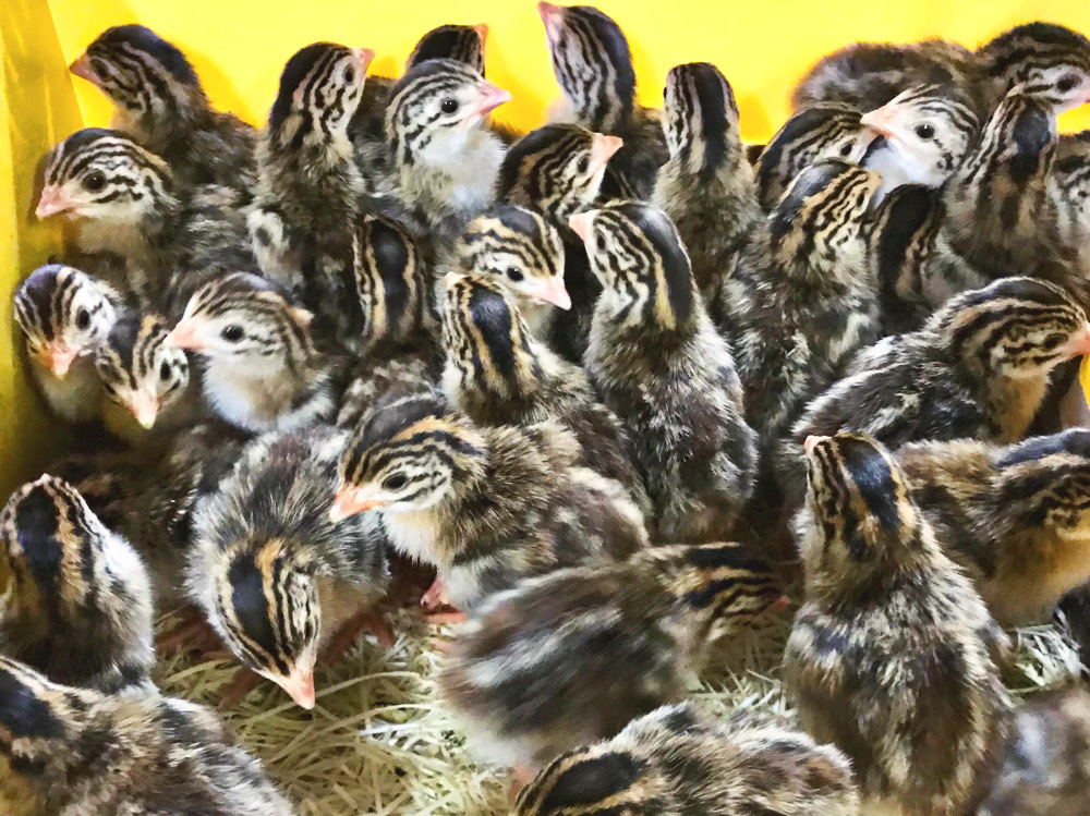 株式会社 ジャフラトレーディング 株式会社ジャフラトレーディング